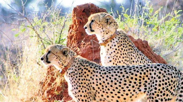 TTD: రేడియో కాలర్‌తో.. జంతువుల నుంచి భక్తులకు రక్షణ