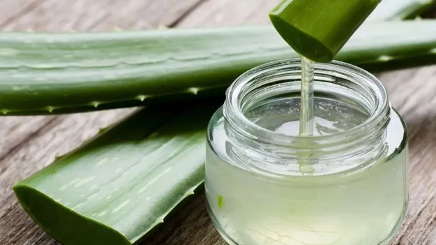 Aloe vera for Bald Patches: నెత్తిపై జుట్టు ప్యాచులుగా ఊడిపోతోందా? కలబందను ఇలా వాడితే.. 