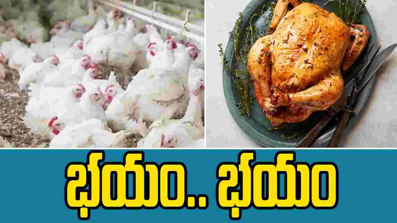 Bird Flu: బాబోయ్ చికెన్ వద్దు!