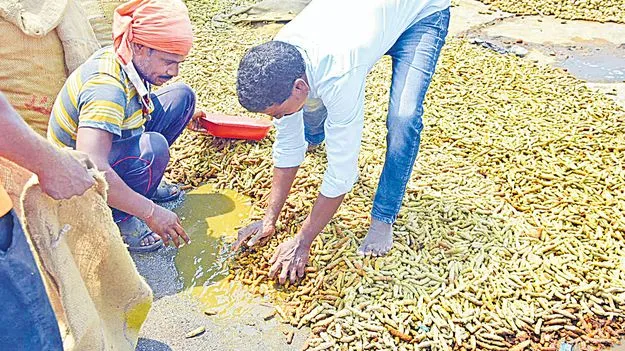 Rain: గాలి వాన దుమారం