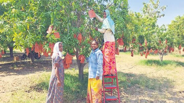 మామిడికి రక్షణ కవచం