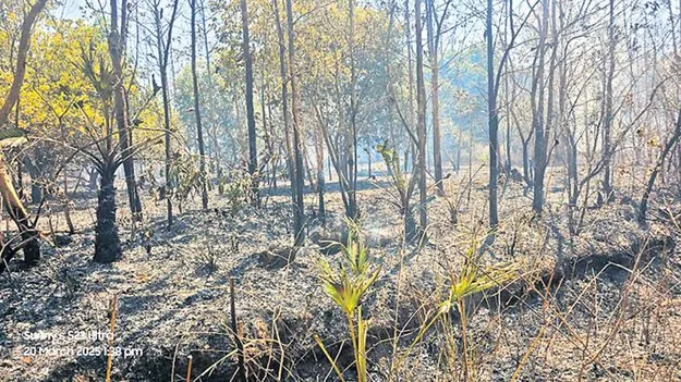 జీడిమామిడి తోటల్లో అగ్గి