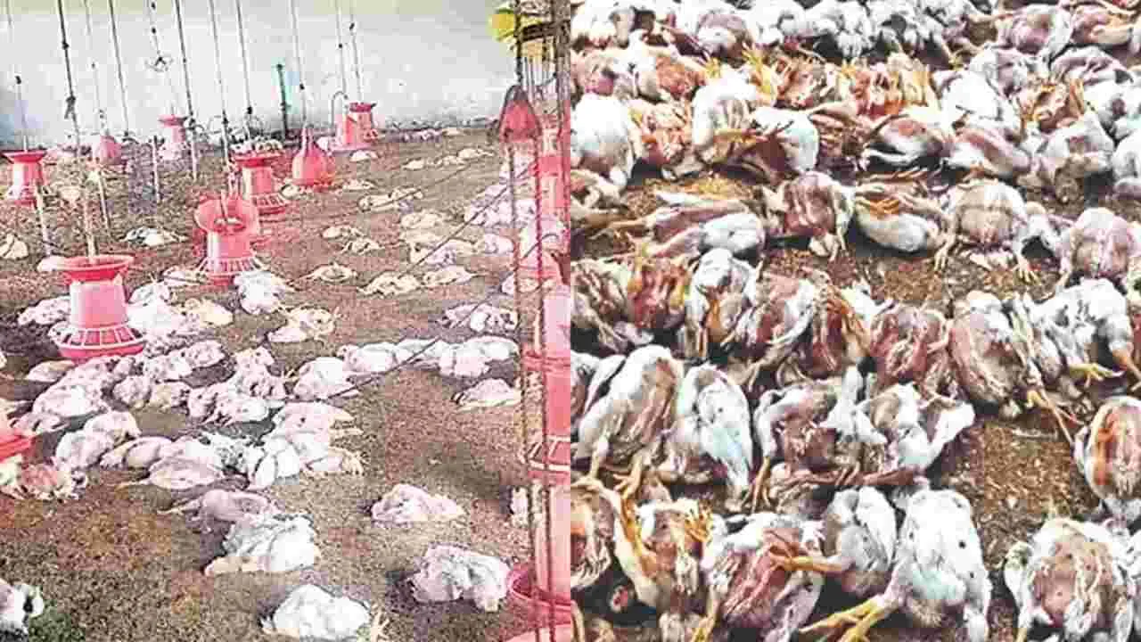 Medak: మెదక్‌ జిల్లాలో 9 వేల కోళ్ల మృతి 