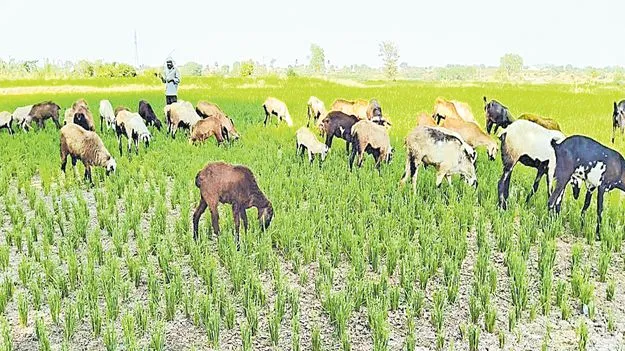 Farmers: పంటతడి.. కంటతడి!