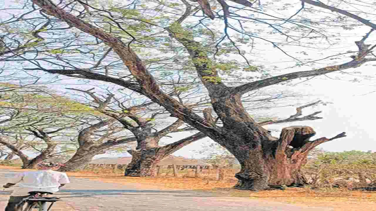 భయపెడుతున్న మోడులు