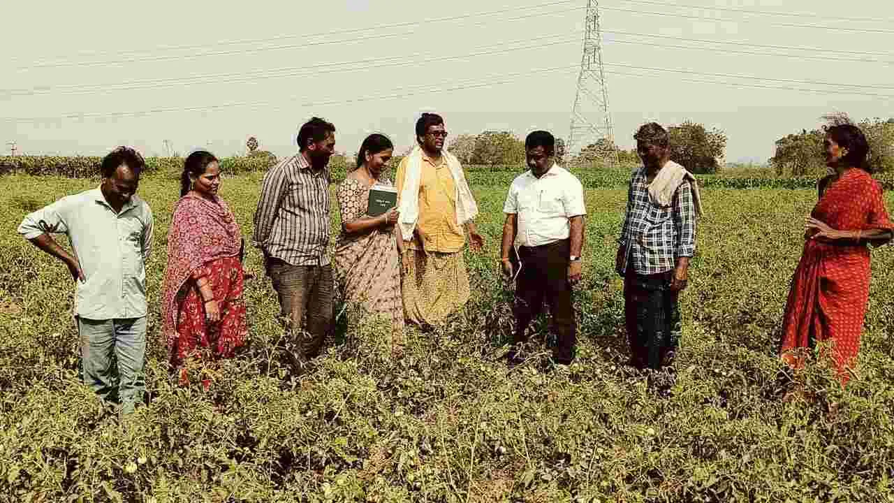 టమాటాలు నేరుగా రైతుబజార్లలో అమ్ముకోండి