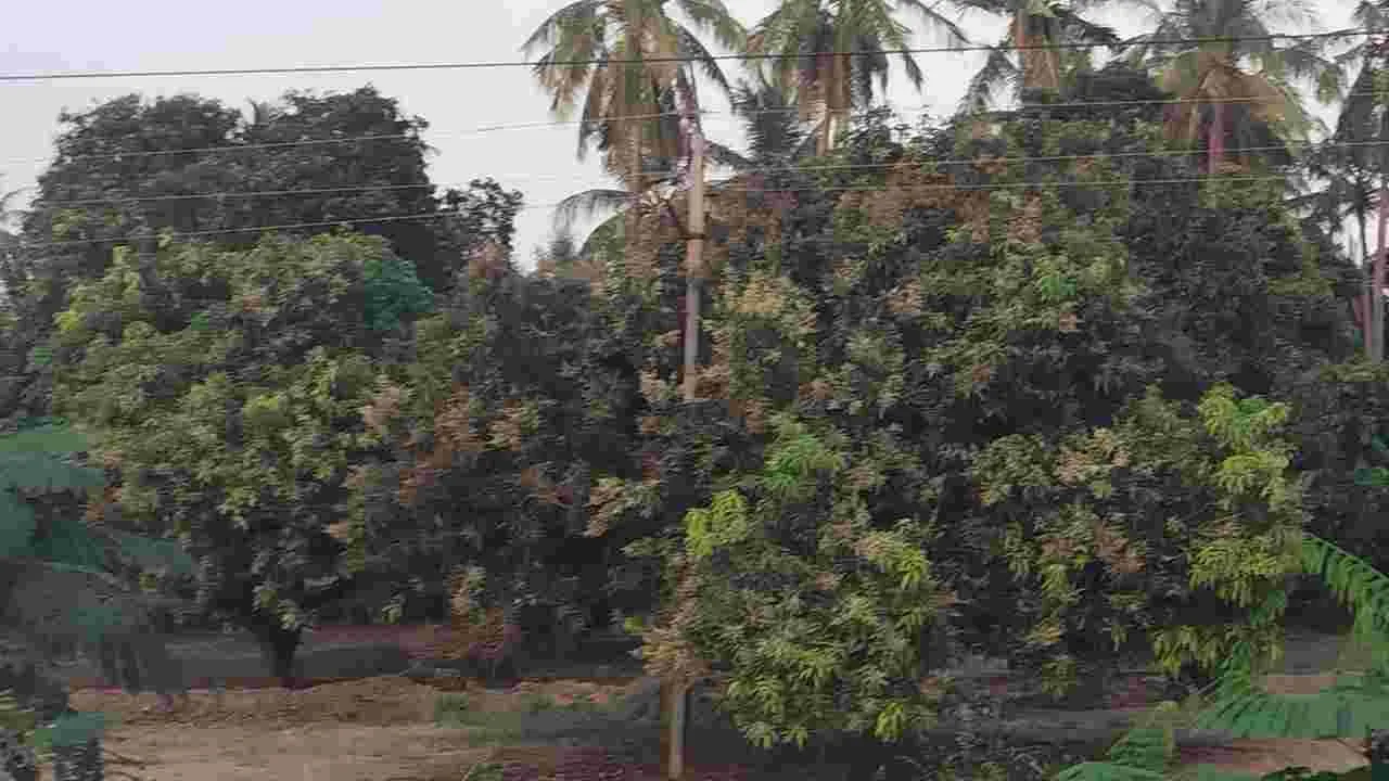 ఆశల పూత