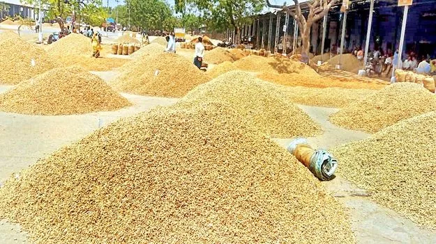 స్వల్పంగా పెరిగిన వేరుశనగ ధర