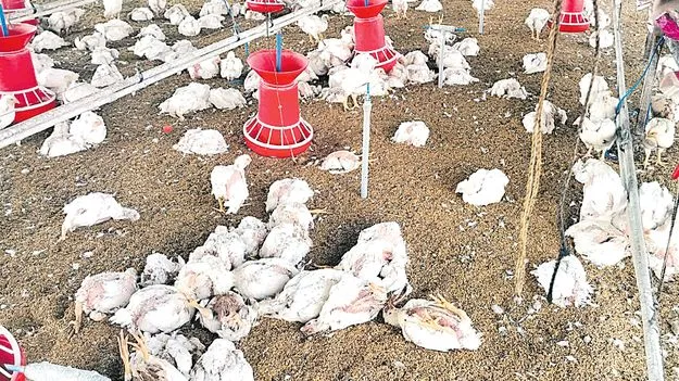 Bird Flu: 8,000 కోళ్లు మృతి 