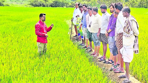 AGRICULTURE: వరికి జింక్‌, పొటాషియం లోపం