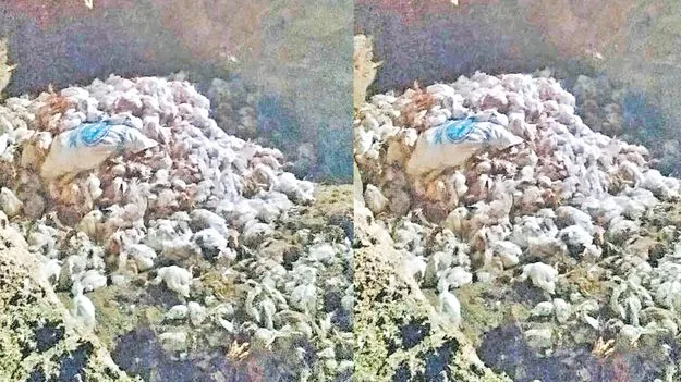 Medak: అంతుచిక్కని వ్యాధితో 10 వేల కోళ్లు మృతి
