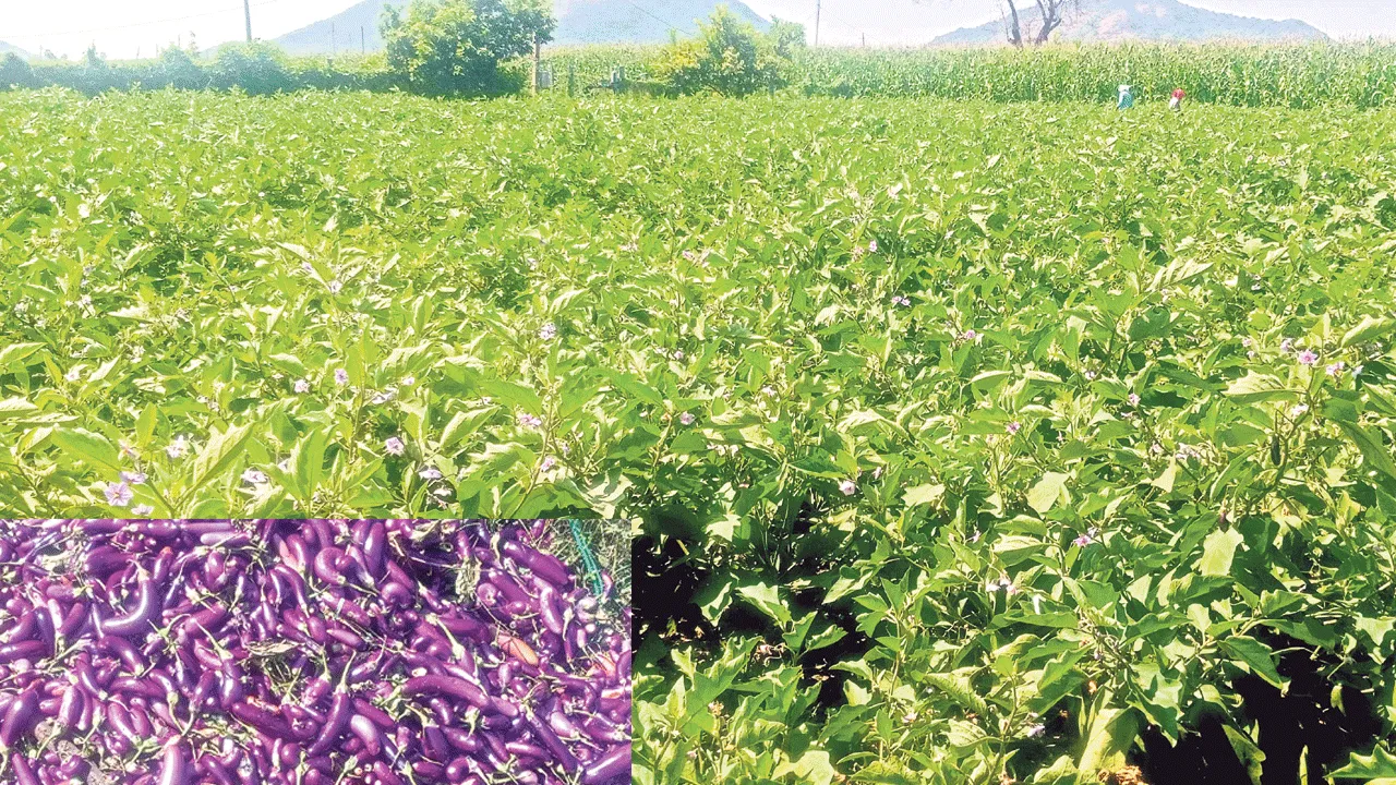 వంగ ధరలు పతనం
