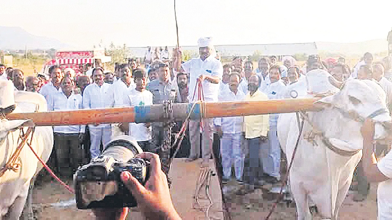 సత్తా చాటిన నంద్యాల ఎడ్లు