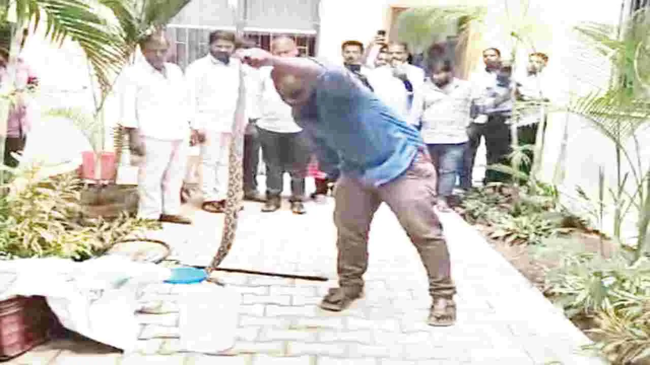 కలెక్టరేట్లో పాముల కలకలం