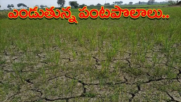  Karimnagar: ఎండుతున్న పొలాలు
