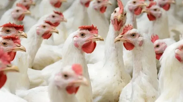 Karnataka: కర్ణాటకలో బర్డ్‌ ఫ్లూ.. రాష్ట్రమంతా  హై అలర్ట్‌ 