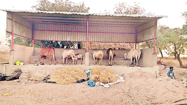 గోకులం షెడ్లతో ఊతం