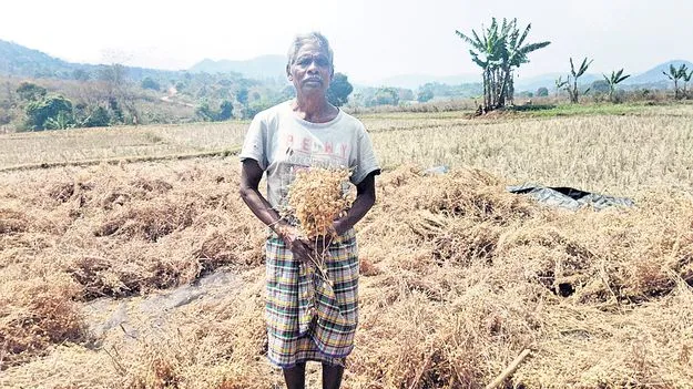 కొమ్ముశనగ ప్రయోగాత్మక సాగు సక్సెస్