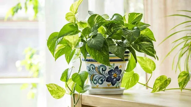 ఇంటికి శోభనిచ్చే మనీ ప్లాంట్‌!