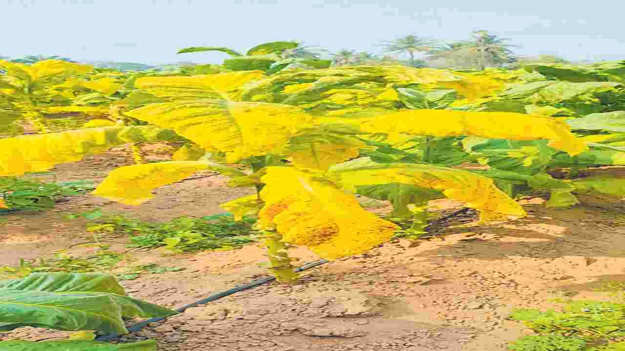 పొగాకుపై ‘మాను’కాటు