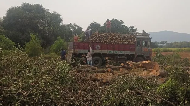చెట్లు కొట్టేస్తున్నారు