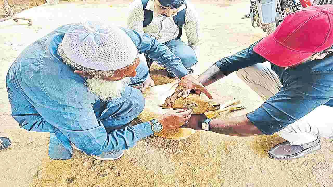 వాహనం ఢీకొని జింకకు గాయాలు