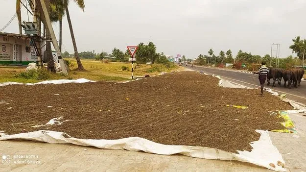 మినుము రైతు వెతలు