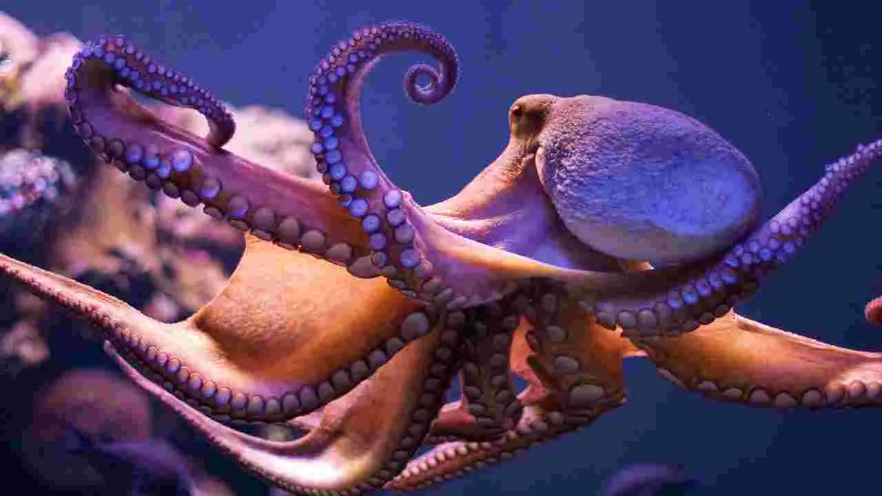 Octopus : పిల్లల్ని కన్న తర్వాత ఆక్టోపస్‌లు ఎందుకు చనిపోతాయి.. 6 నమ్మశక్యం కాని వాస్తవాలు..