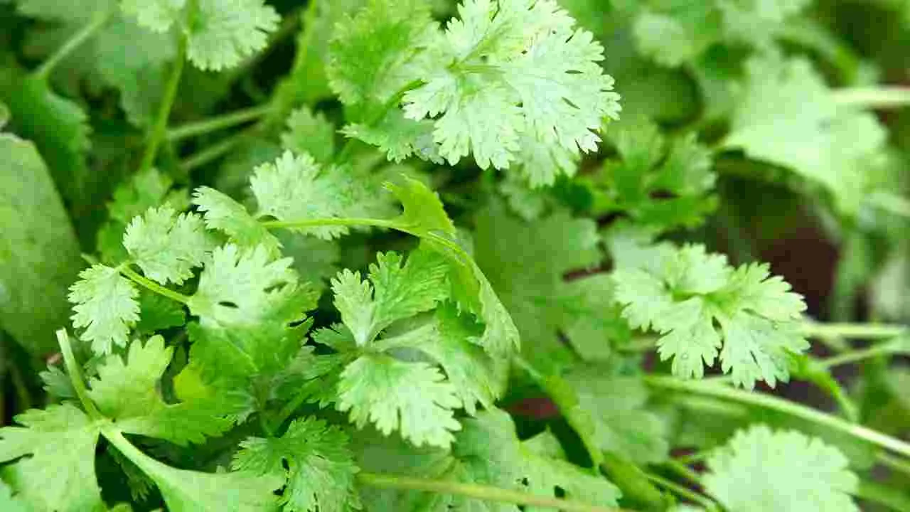 Coriander: కొత్తిమీర ఫ్రిజ్లో పెడితే త్వరగా పాడైపోతుందా.. ఈ చిట్కాలు మీకోసం..