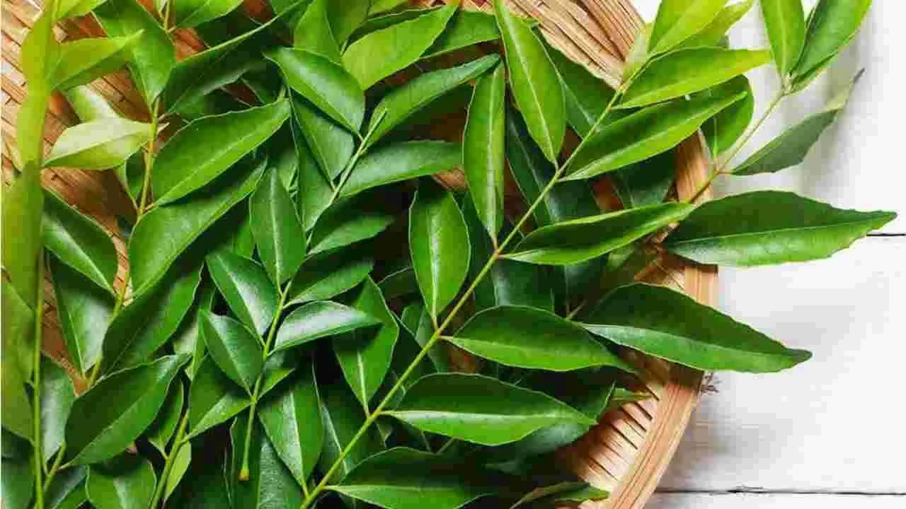 Health Tips: ఈ ఆకు తింటే మీరు మళ్ళీ యవ్వనంగా కనిపిస్తారు..