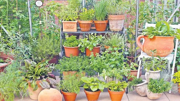 Gardening: బాల్కనీలో మొక్కలు కనువిందుగా...