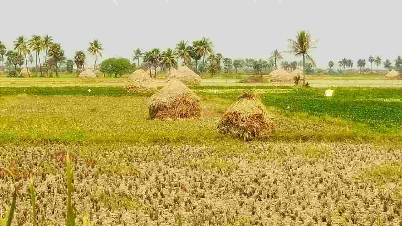 ధాన్యం..దైన్యం