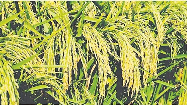 సంపూర్ణంగా వరి సన్నరకాల సాగు సాధ్యమేనా?