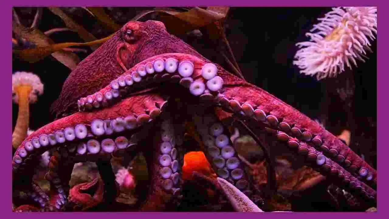 Octopus : పిల్లల్ని కన్న తర్వాత ఆక్టోపస్‌లు ఎందుకు చనిపోతాయి.. 6 నమ్మశక్యం కాని వాస్తవాలు..