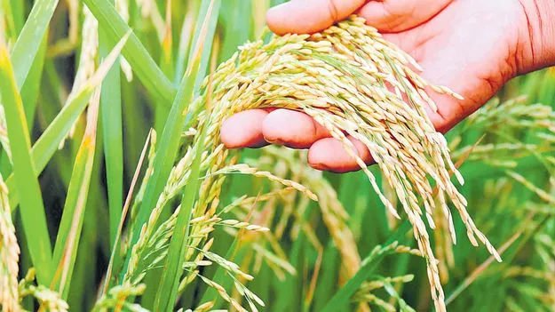 Paddy Cultivation: వరి సాగులో కార్బన్‌ క్రెడిట్స్‌ను అందుకున్న తొలి భారతీయ కంపెనీ