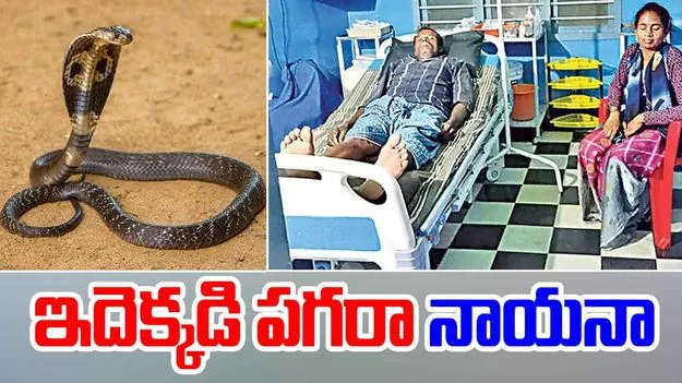 Chittoor man snake bite: అయ్యోపాపం సుబ్రహ్మణ్యం.. బాబోయ్ ఇదెక్కడి పగరా నాయనా