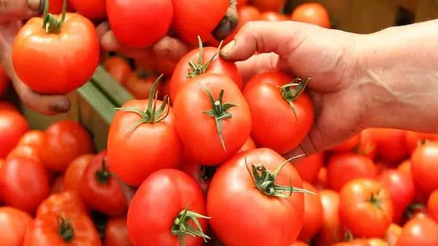 Tomato: పేరులో పండు ఉన్నా టమోటాను కూరగాయ అనే ఎందుకంటారు..