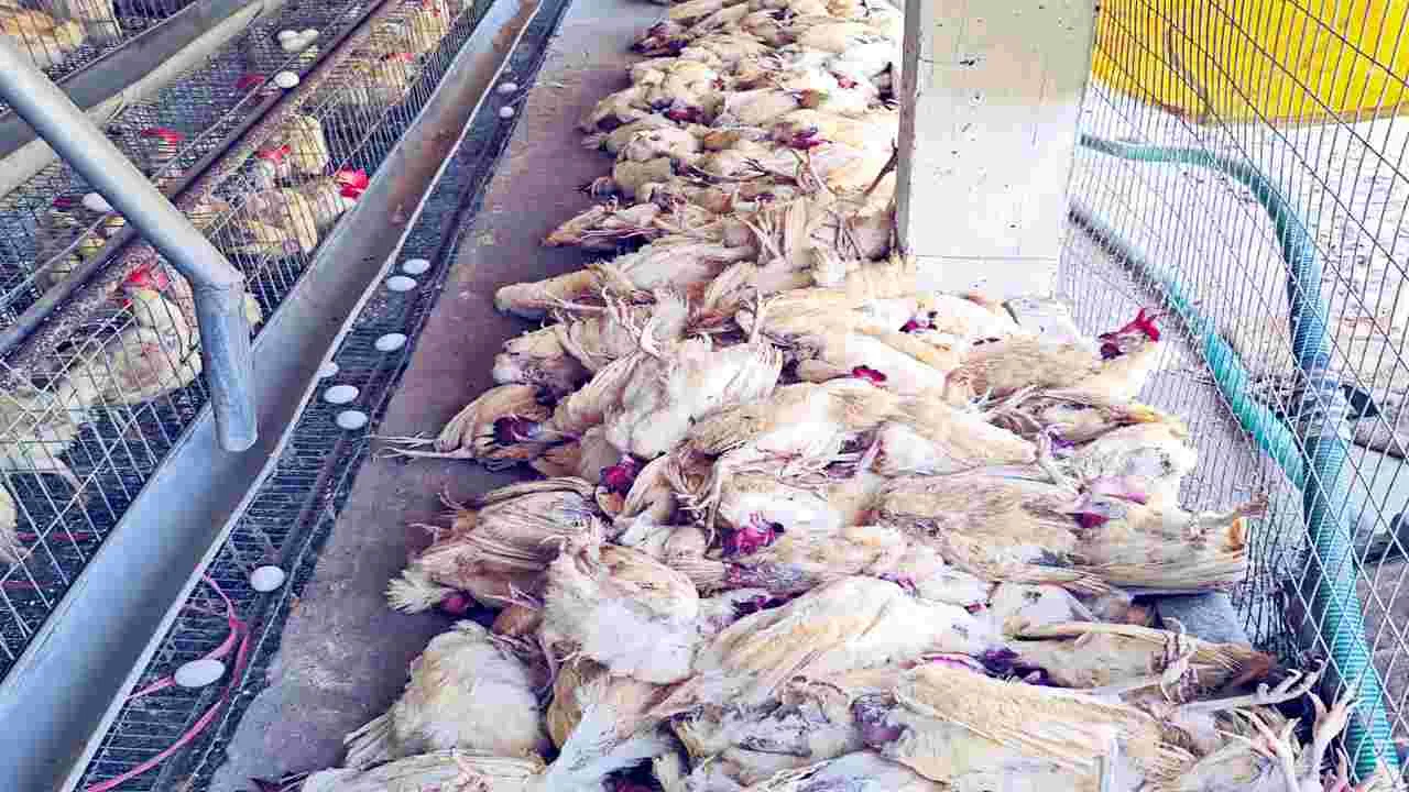  East Godavari: తూర్పున బర్డ్‌ఫ్లూ  పంజా..!