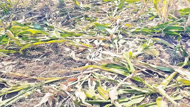 అడవి పందులతో పంటల నాశనం