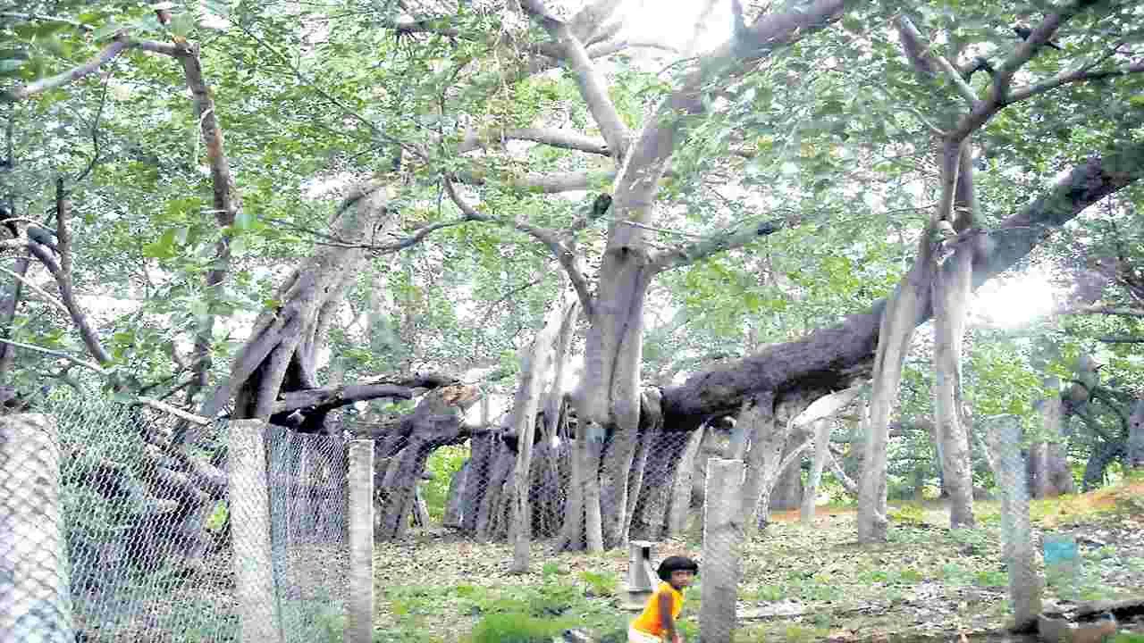 రేపటి నుంచి శివరాత్రి ఉత్సవాలు
