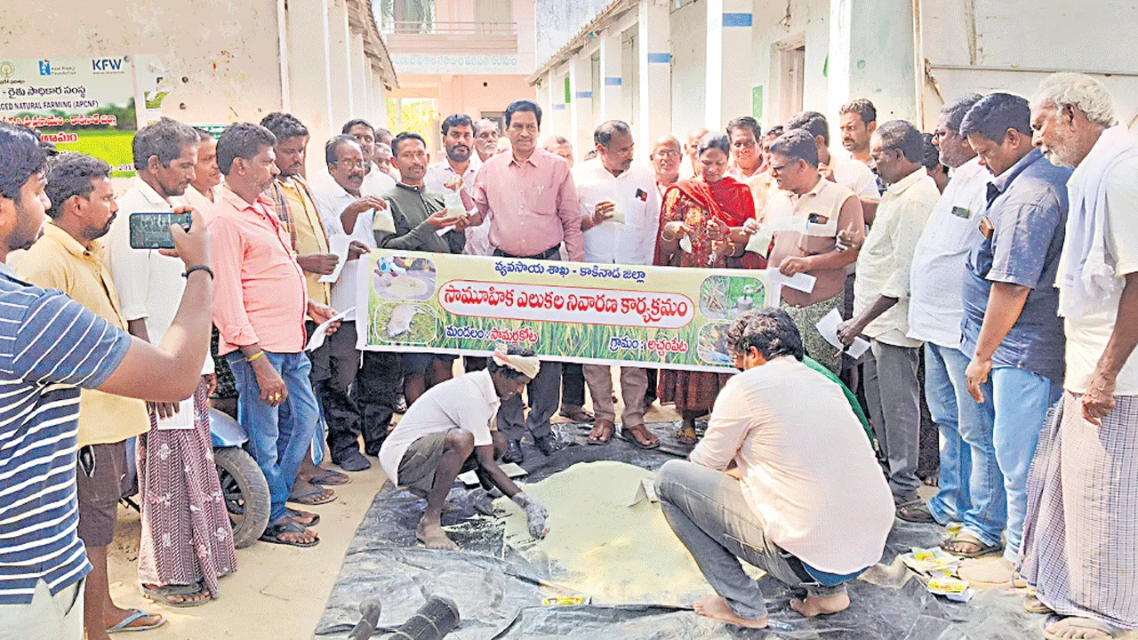 సామూహిక ఎలుకల నిర్మూలనతో సత్ఫలితాలు