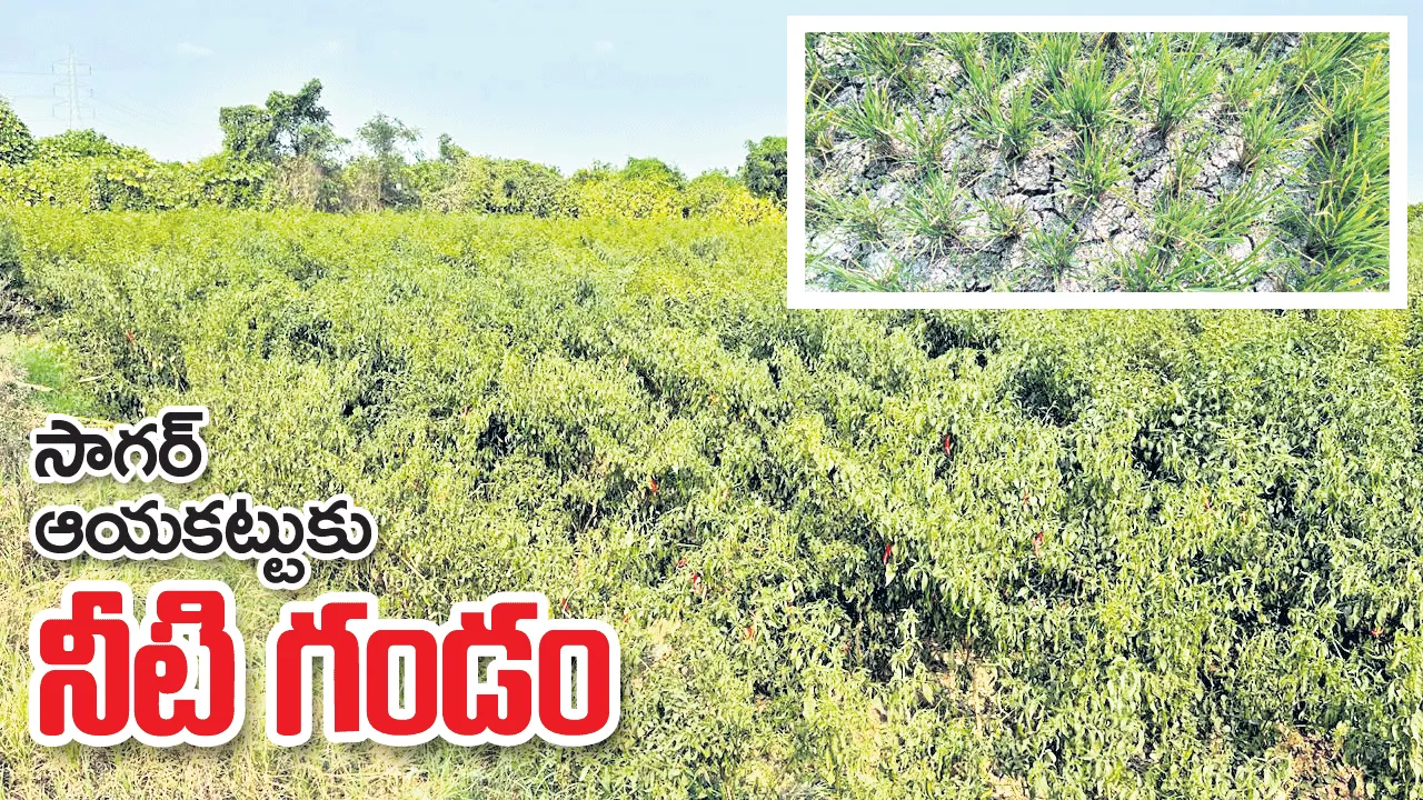 సాగర్ ఆయకట్టుకు నీటి గండం