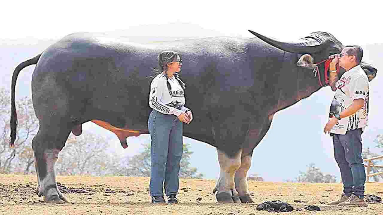 ‘కింగ్కాంగ్’ రికార్డు