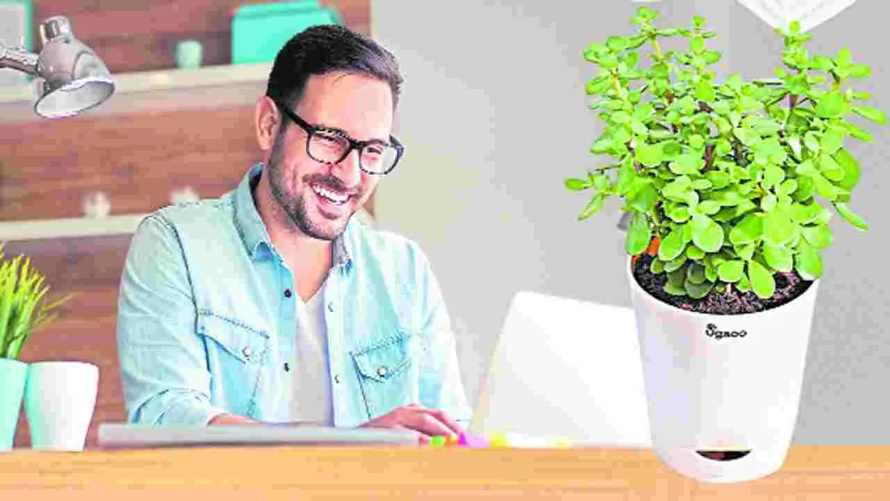 నిశ్శబ్ద నేస్తాలు... ‘డెస్క్‌టాప్‌’ మొక్కలు...