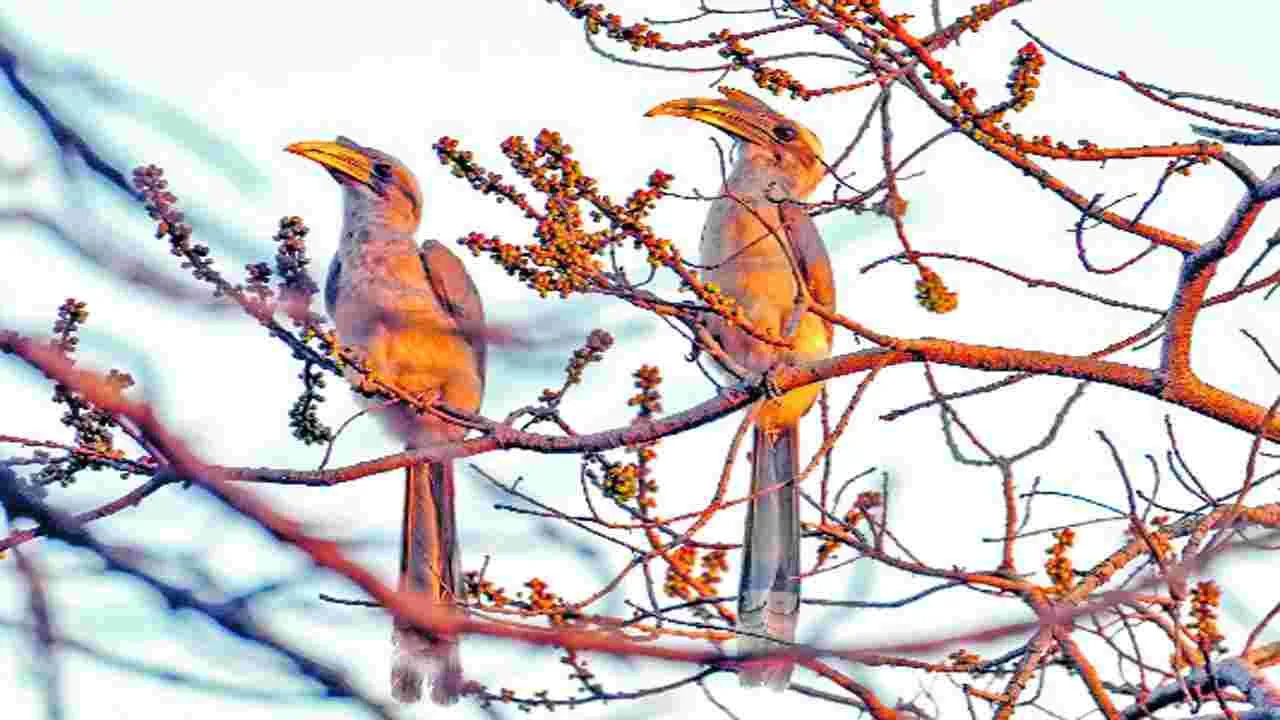 Hyderabad: ఈ ‘జంట’ పక్షులు.. మన అతిథులు..