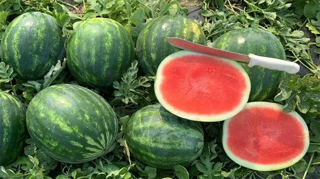 Watermelons: జర.. చూసి తినండి..