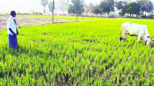 ఇంకుతున్న జలం.. ఎండుతున్న పొలం