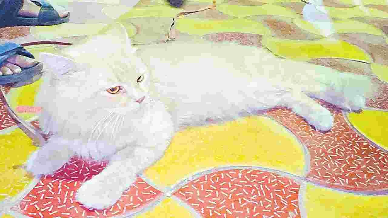 Nalgonda Cat Fight: ఆ పిల్లి నాది.. కాదు నాది!