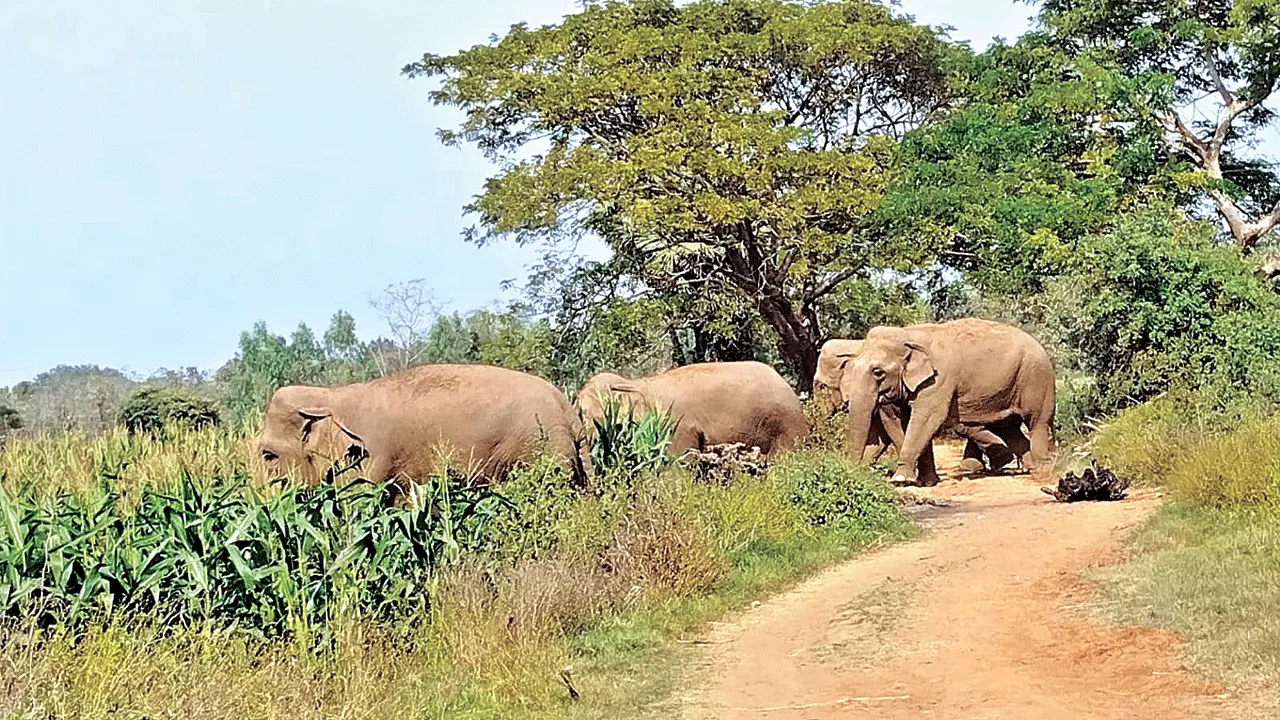 elephant పొలాల్లో సంచారం.. పంటలు ధ్వంసం