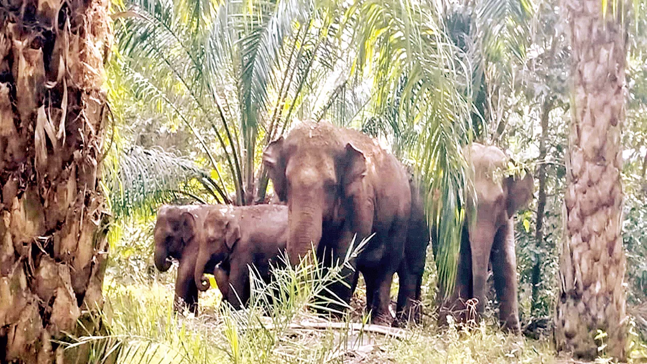 Elephants అమ్మో.. ఏనుగులు